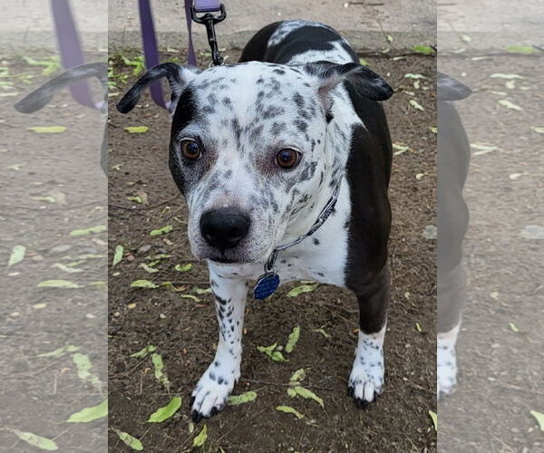 Medium Photo #2 American Pit Bull Terrier-Unknown Mix Puppy For Sale in Oakhurst, NJ, USA