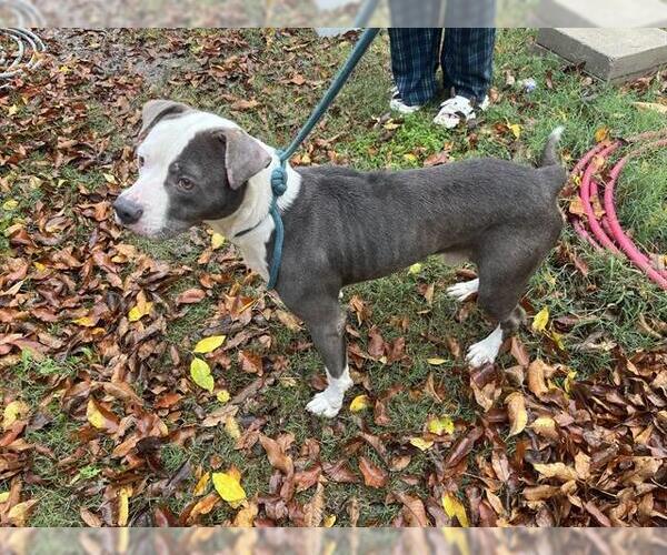 Medium Photo #1 American Staffordshire Terrier-Unknown Mix Puppy For Sale in Grand Prairie, TX, USA