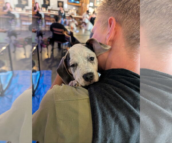 Medium Photo #9 Mutt Puppy For Sale in Holly Springs, NC, USA