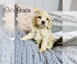 Small Photo #6 Cockapoo Puppy For Sale in COOKEVILLE, TN, USA