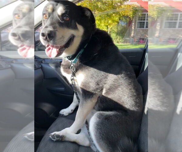 Medium Photo #1 German Shepherd Dog-Unknown Mix Puppy For Sale in Lakewood, CO, USA