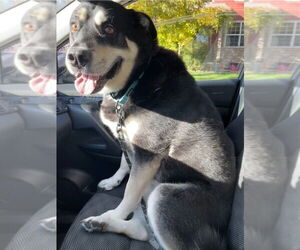 German Shepherd Dog-Unknown Mix Dogs for adoption in Lakewood, CO, USA