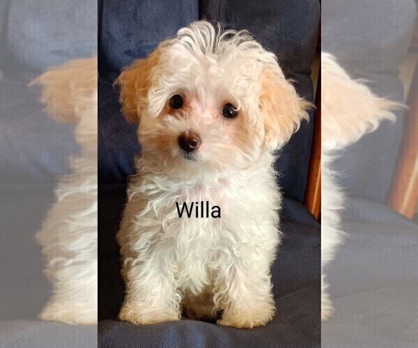 Medium Photo #1 Maltipoo Puppy For Sale in ADKINS, TX, USA