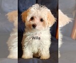 Small Photo #1 Maltipoo Puppy For Sale in ADKINS, TX, USA