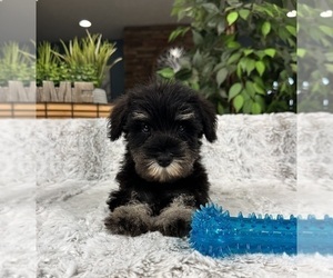 Schnauzer (Miniature) Puppy for sale in GREENFIELD, IN, USA