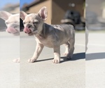 Small #2 French Bulldog