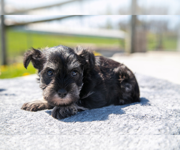 Medium Photo #16 Schnauzer (Miniature) Puppy For Sale in BALTIC, OH, USA