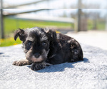 Small Photo #16 Schnauzer (Miniature) Puppy For Sale in BALTIC, OH, USA