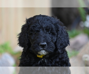 Goldendoodle Puppy for sale in INTERNATIONAL FALLS, MN, USA