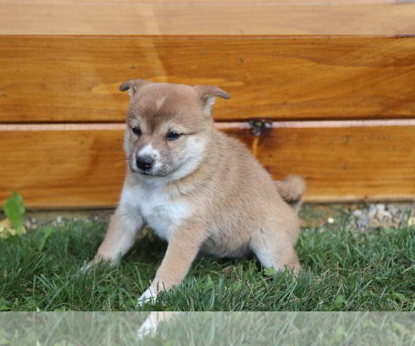 Medium Photo #3 Shiba Inu Puppy For Sale in SHILOH, OH, USA