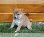 Small Photo #3 Shiba Inu Puppy For Sale in SHILOH, OH, USA