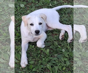 Poppy - Female Labbe Dog for Adoption - Photo #4
