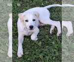 Small Photo #4 Labbe Puppy For Sale in Cookeville, TN, USA