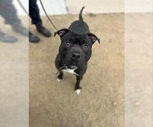 Mutt Dogs for adoption in Chula Vista, CA, USA