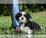 Small #5 Auss-Tzu
