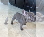 Small Photo #5 French Bulldog Puppy For Sale in BAYTOWN, TX, USA