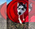 Small Huskies  Mix