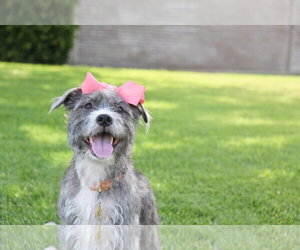 Mutt Dogs for adoption in Sandy, UT, USA
