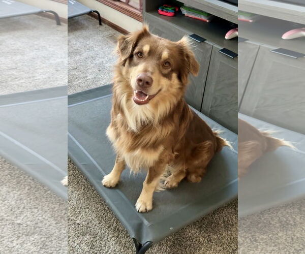 Medium Photo #2 Australian Shepherd Puppy For Sale in GILBERTS, IL, USA