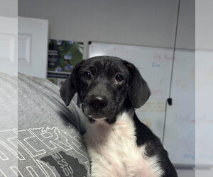 Mutt Dogs for adoption in Bolivar, MO, USA