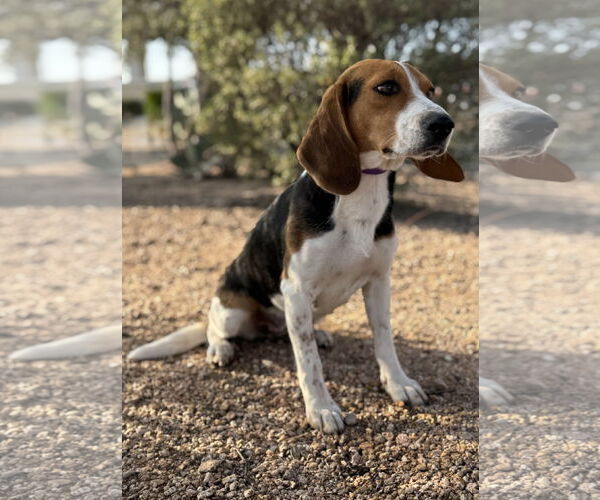 Medium Photo #3 Beagle Puppy For Sale in PIPE CREEK, TX, USA
