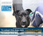 Small #2 American Pit Bull Terrier Mix