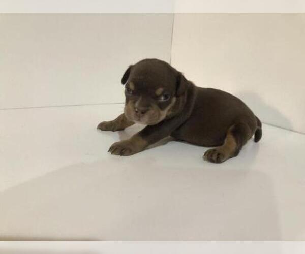 Medium Photo #5 American Bully Puppy For Sale in ATL, GA, USA