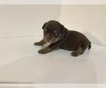 Small Photo #5 American Bully Puppy For Sale in ATL, GA, USA