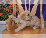 Small Photo #15 Cavapoo Puppy For Sale in GREENWOOD, WI, USA