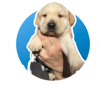 Small Photo #4 Labrador Retriever Puppy For Sale in AMBOY, WA, USA