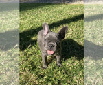 Small Photo #9 French Bulldog Puppy For Sale in CITY INDUSTRY, CA, USA