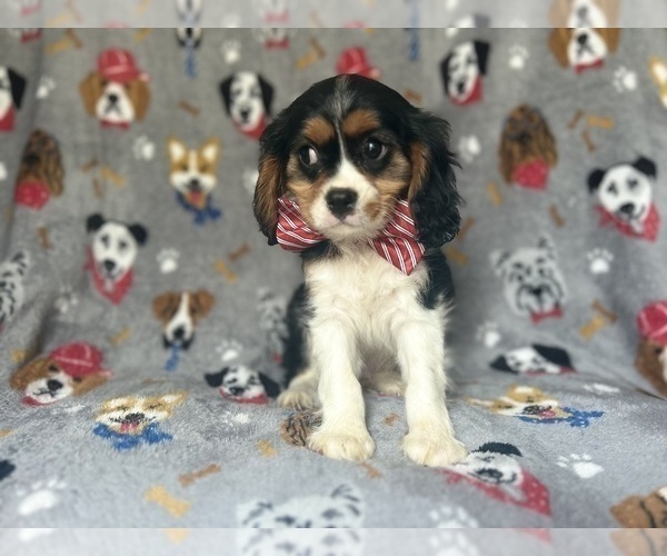Medium Photo #5 Cavalier King Charles Spaniel Puppy For Sale in LAKELAND, FL, USA
