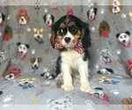Small #4 Cavalier King Charles Spaniel