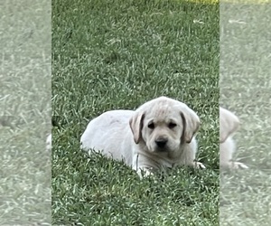 Medium Labrador Retriever