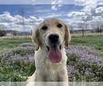 Small #16 Golden Retriever