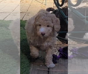 Aussie-Poo-Poodle (Miniature) Mix Puppy for Sale in PIONEER, California USA