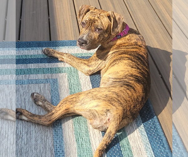 Medium Photo #5 Mutt Puppy For Sale in Fargo, ND, USA