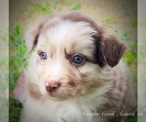 Miniature Australian Shepherd Puppy for sale in SMITHVILLE, AR, USA