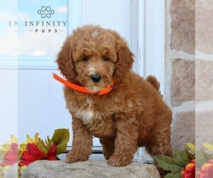 Goldendoodle (Miniature) Puppy for sale in GORDONVILLE, PA, USA