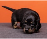 Small Photo #22 Dachshund Puppy For Sale in CROWLEY, TX, USA