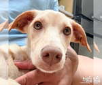Small #4 Retriever  Mix