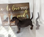 Diesel - Male Dachshund Puppy for Sale - Photo #2