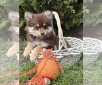 Small #5 Pomeranian