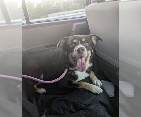 Medium Photo #2 Australian Shepherd-Unknown Mix Puppy For Sale in Belleuve, NE, USA