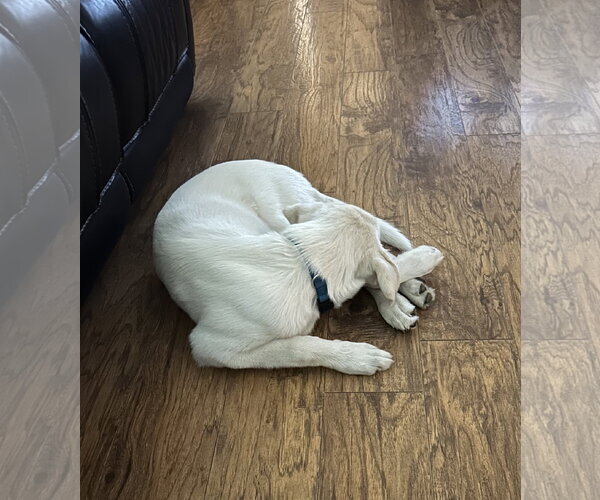Medium Photo #4 Great Pyrenees-Unknown Mix Puppy For Sale in Dallas, TX, USA