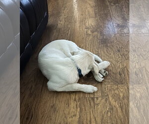 Poe - Male Great Pyrenees-Unknown Mix Dog for Adoption - Photo #4
