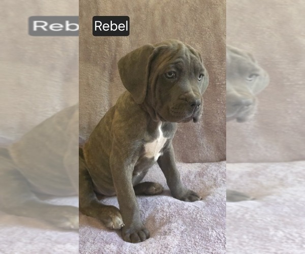 Medium Photo #10 Cane Corso Puppy For Sale in MINERAL WELLS, WV, USA