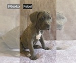 Small Photo #10 Cane Corso Puppy For Sale in MINERAL WELLS, WV, USA