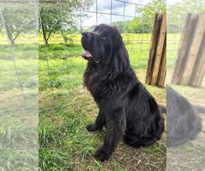 Father of the Newfoundland puppies born on 06/07/2022