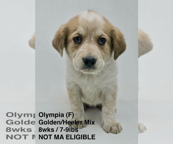 Medium Photo #7 Retriever -Unknown Mix Puppy For Sale in pomfret, CT, USA
